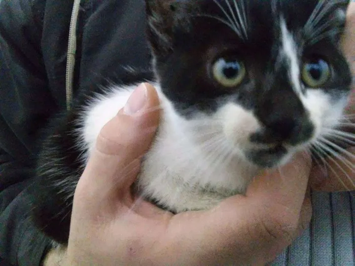 Gato ra a  idade 2 a 6 meses nome Ainda não tem nome
