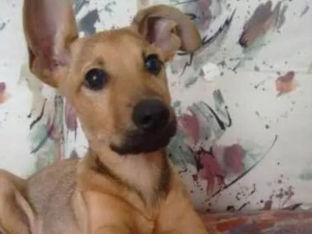 Cachorro ra a SRD idade 2 a 6 meses nome Mel
