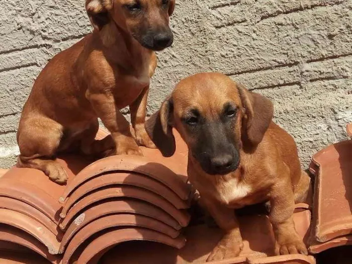 Cachorro ra a basset cm raça desconhecida idade 2 a 6 meses nome  Rebeca e rosa