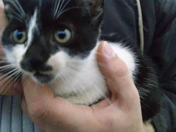 Gato ra a  idade 2 a 6 meses nome Ainda não tem nome