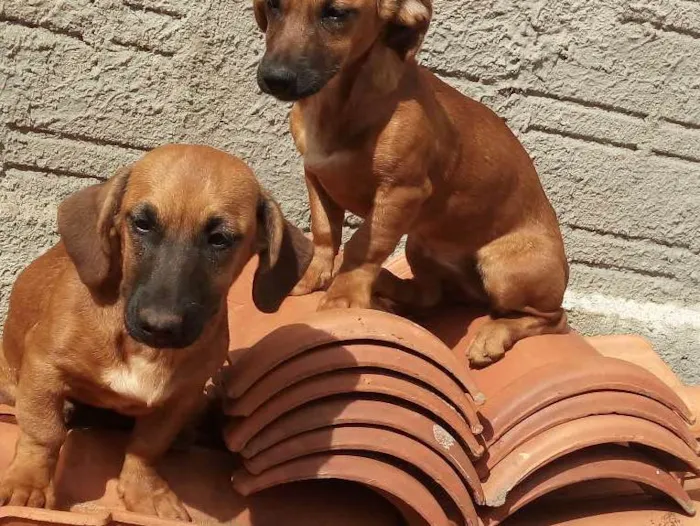 Cachorro ra a basset cm raça desconhecida idade 2 a 6 meses nome  Rebeca e rosa