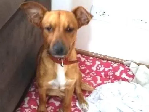 Cachorro ra a Sem raça definida idade 1 ano nome Bebel