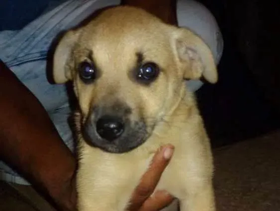 Cachorro ra a Mestiça idade Abaixo de 2 meses nome Melissa