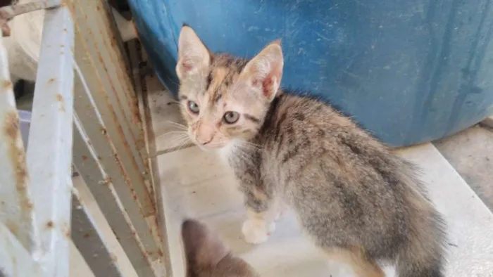 Gato ra a indefinido idade Abaixo de 2 meses nome não é nomeado