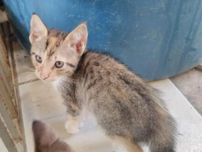 Gato ra a indefinido idade Abaixo de 2 meses nome não é nomeado