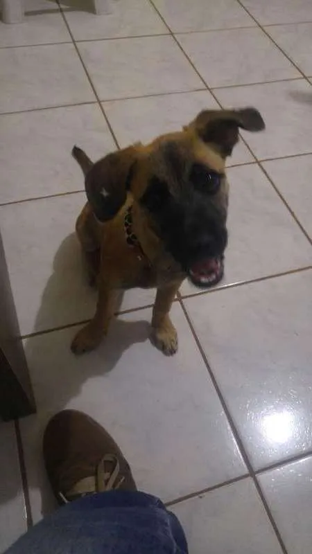 Cachorro ra a Vira-lata idade 2 a 6 meses nome Lucy