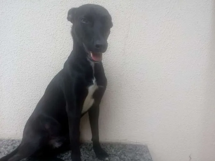 Cachorro ra a  idade 1 ano nome Kintê