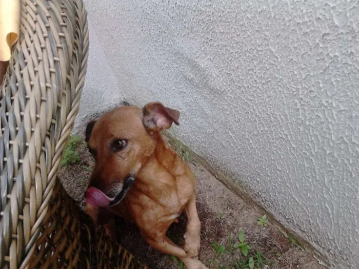 Cachorro ra a Vira-lata idade 6 ou mais anos nome Marrom