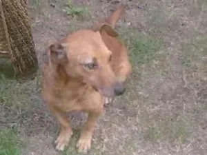 Cachorro raça Vira-lata idade 6 ou mais anos nome Marrom