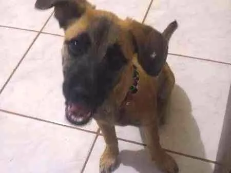 Cachorro ra a Vira-lata idade 2 a 6 meses nome Lucy