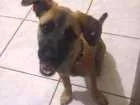 Cachorro raça Vira-lata idade 2 a 6 meses nome Lucy