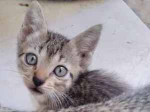 Gato raça indefinido idade Abaixo de 2 meses nome não é nomeado