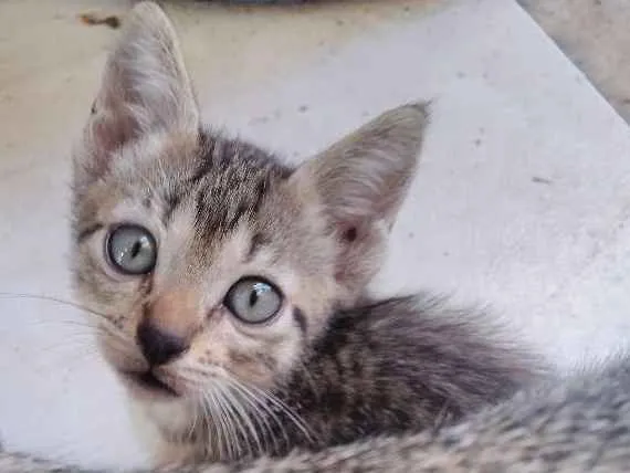 Gato ra a indefinido idade Abaixo de 2 meses nome não é nomeado