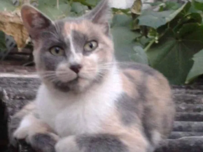 Gato ra a SRD idade 2 a 6 meses nome Avelã