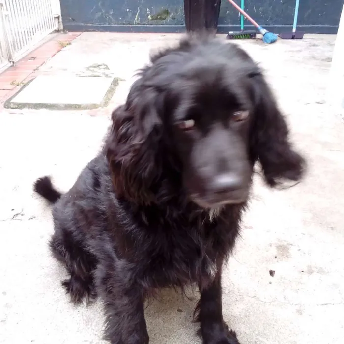Cachorro ra a Poodle com koker idade 6 ou mais anos nome Preto