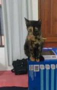 Stella