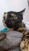 Stella
