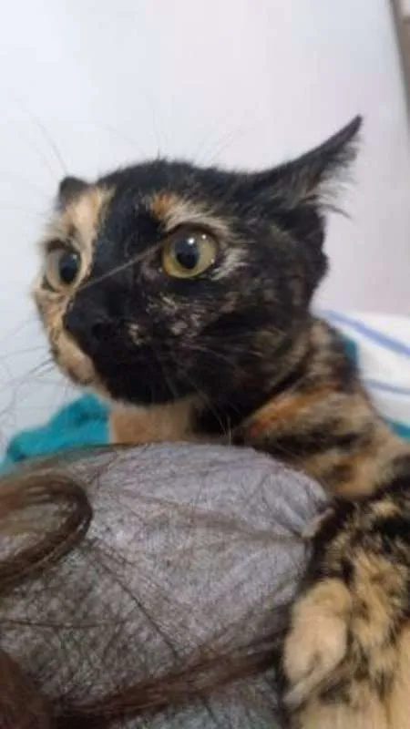Gato ra a  idade 7 a 11 meses nome Stella