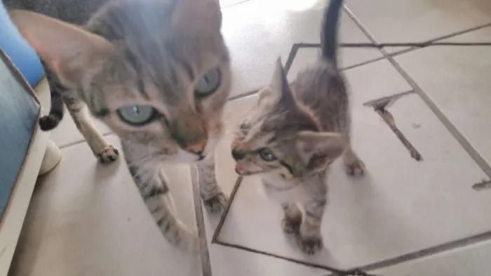 Gato ra a indefinido idade Abaixo de 2 meses nome não é nomeado