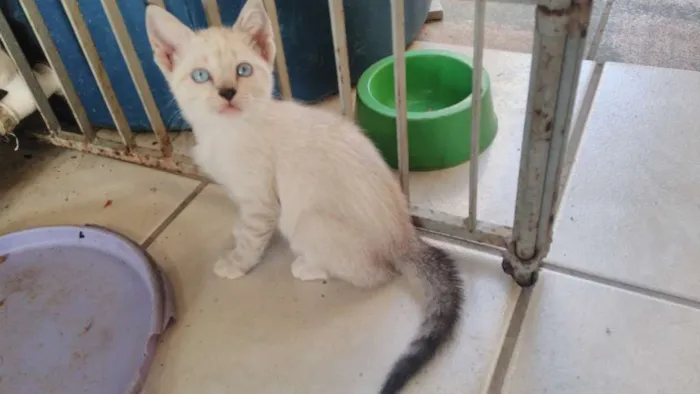 Gato ra a indefinido idade Abaixo de 2 meses nome não é nomeado