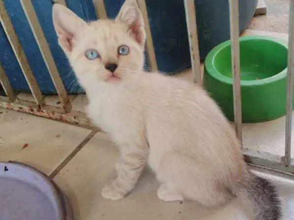 Gato ra a indefinido idade Abaixo de 2 meses nome não é nomeado