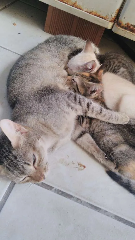 Gato ra a indefinido idade Abaixo de 2 meses nome não é nomeado