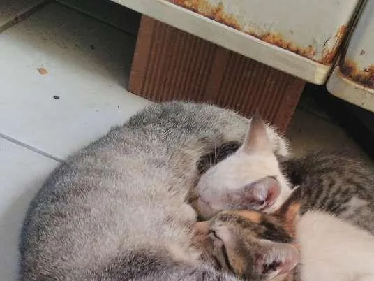 Gato ra a indefinido idade Abaixo de 2 meses nome não é nomeado