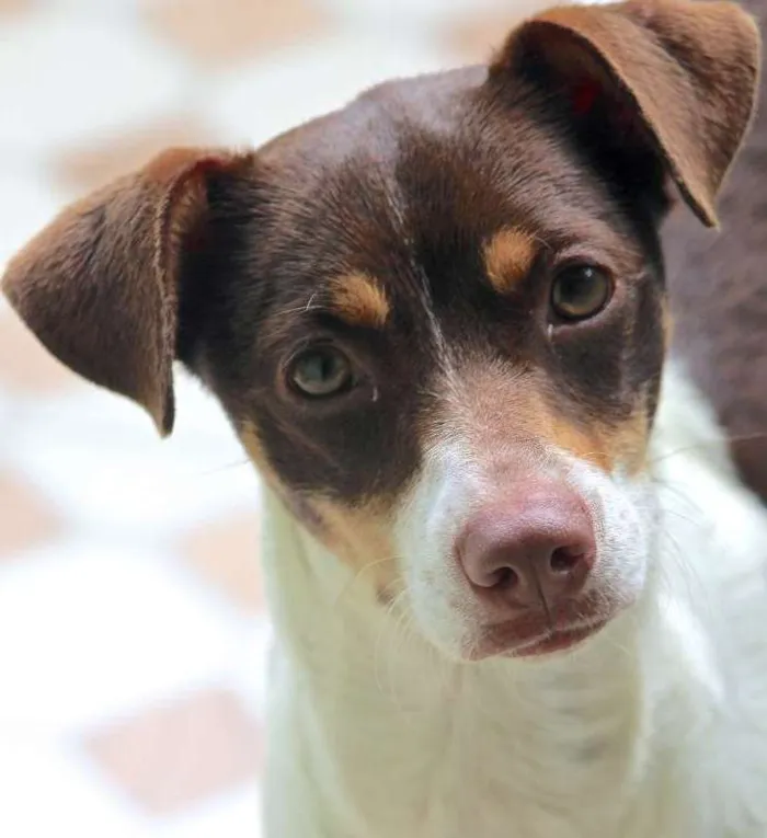 Cachorro ra a  idade 7 a 11 meses nome Nina Filhote
