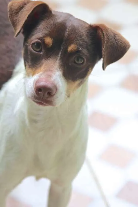 Cachorro ra a  idade 7 a 11 meses nome Nina Filhote