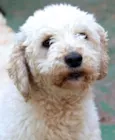 Ariel Poodle