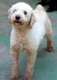 Ariel Poodle