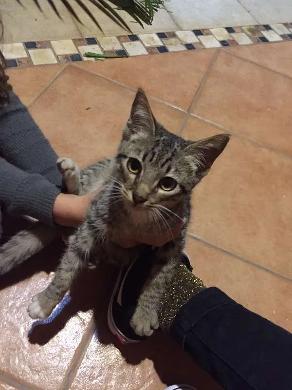 Gato ra a  idade 2 a 6 meses nome Zeca 