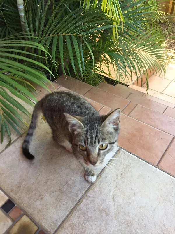 Gato ra a  idade 2 a 6 meses nome Zeca 