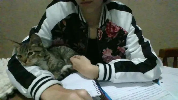 Gato ra a  idade 2 a 6 meses nome Zeca 