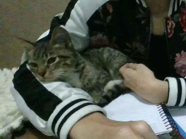Gato ra a  idade 2 a 6 meses nome Zeca 
