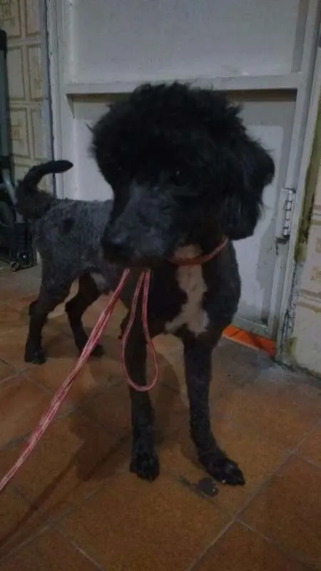 Cachorro ra a Poodle Toy idade 1 ano nome Peludo