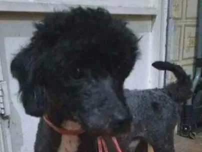 Cachorro ra a Poodle Toy idade 1 ano nome Peludo