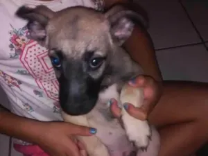 Cachorro raça Vira lata idade 2 a 6 meses nome Scooby