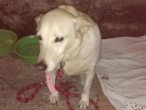 Cachorro raça  idade 2 a 6 meses nome Sara