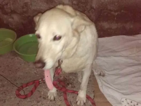 Cachorro ra a  idade 2 a 6 meses nome Sara