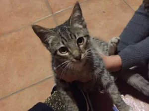 Gato raça  idade 2 a 6 meses nome Zeca 