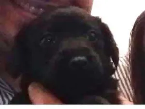 Cachorro raça SRD idade Abaixo de 2 meses nome sem nome