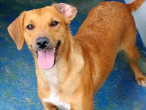 Cachorro raça  idade 3 anos nome Duquesa