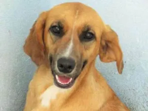 Cachorro raça  idade 3 anos nome Pietra