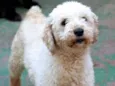 Ariel Poodle