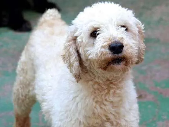 Cachorro ra a  idade 3 anos nome Ariel Poodle