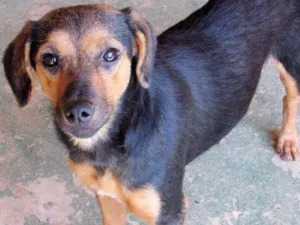 Cachorro raça  idade 3 anos nome Minie Pequena