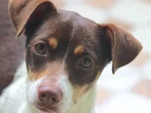 Cachorro raça  idade 7 a 11 meses nome Nina Filhote