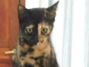 Gato raça  idade 7 a 11 meses nome Stella