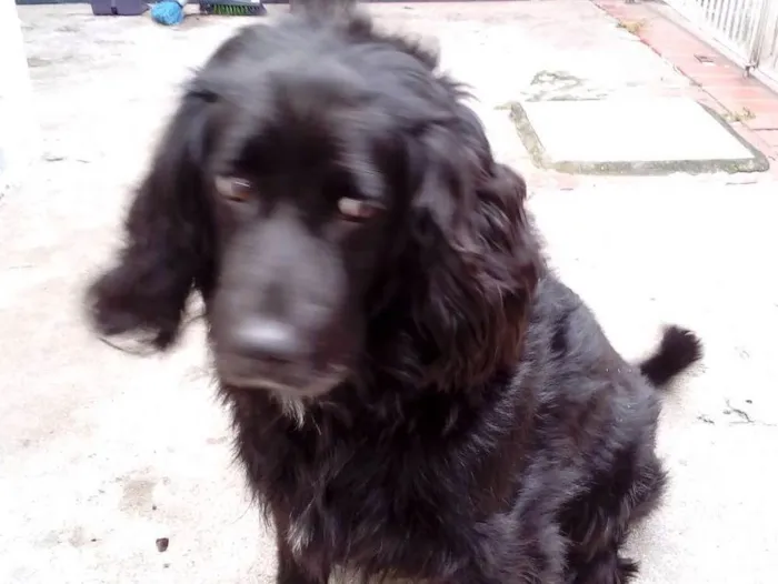 Cachorro ra a Poodle com koker idade 6 ou mais anos nome Preto